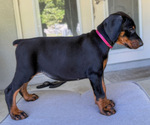 Small #1 Doberman Pinscher