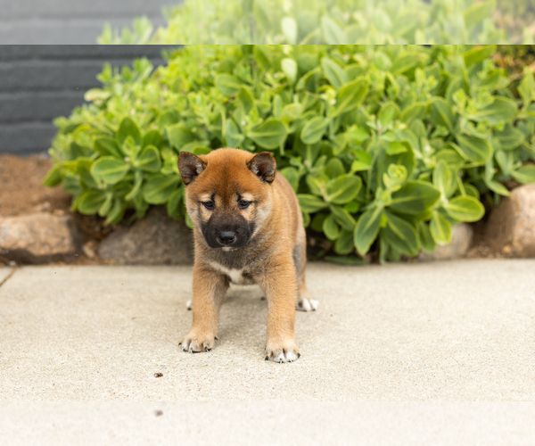 Medium Photo #3 Shiba Inu Puppy For Sale in MILLERSBURG, IN, USA