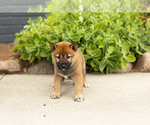 Small Photo #13 Shiba Inu Puppy For Sale in MILLERSBURG, IN, USA