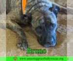 Small #4 Staffordshire Bull Terrier Mix