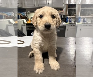 Medium Goldendoodle