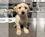 Puppy Pink Collar Goldendoodle