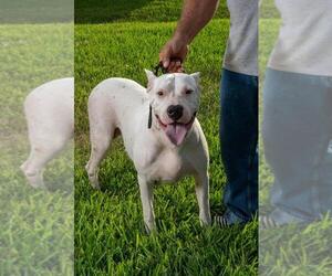 Mother of the Dogo Argentino puppies born on 11/19/2023