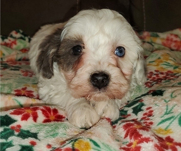 Medium Photo #3 Bernedoodle (Miniature) Puppy For Sale in LEETONIA, OH, USA