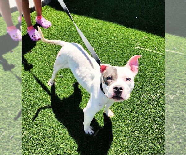 Medium Photo #2 American Staffordshire Terrier-Unknown Mix Puppy For Sale in Perth Amboy, NJ, USA