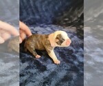 Small #1 Olde English Bulldogge