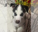 Small Photo #1 Siberian Husky Puppy For Sale in Matawan, NJ, USA