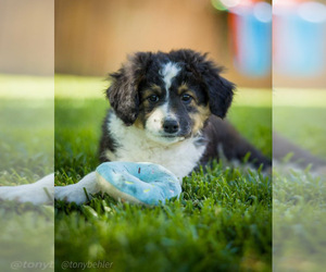 Aussiedoodle Miniature  Puppy for Sale in GRANTS PASS, Oregon USA