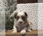 Small Photo #36 Aussiedoodle Miniature  Puppy For Sale in NEWBERRY, IN, USA
