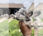 Small Photo #22 French Bulldog Puppy For Sale in MOUNT VERNON, AL, USA