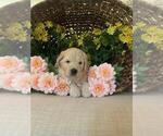 Small Photo #6 Labradoodle Puppy For Sale in GLENDALE, CA, USA
