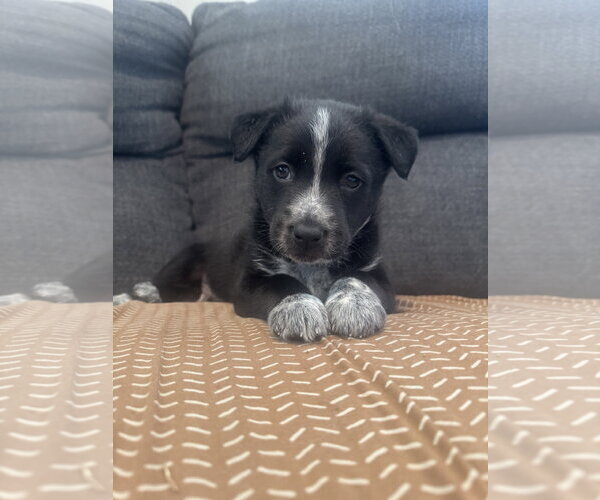 Medium Photo #1 Mutt Puppy For Sale in Sandy, UT, USA