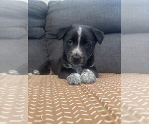 Mutt Dogs for adoption in Sandy, UT, USA