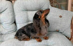 Small Photo #1 Dachshund Puppy For Sale in MALAKOFF, TX, USA