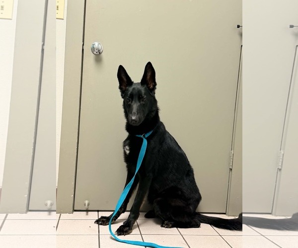 Medium Photo #1 German Shepherd Dog Puppy For Sale in Plantation, FL, USA