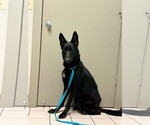 Small German Shepherd Dog