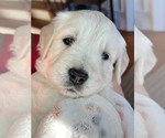 Small Photo #1 English Cream Golden Retriever Puppy For Sale in ACWORTH, GA, USA