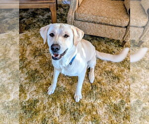 Labrador Retriever Dogs for adoption in Williamsburg, NM, USA