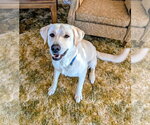 Small Labrador Retriever