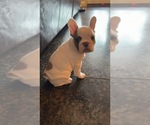 Small Photo #12 French Bulldog Puppy For Sale in OAKDALE, CA, USA