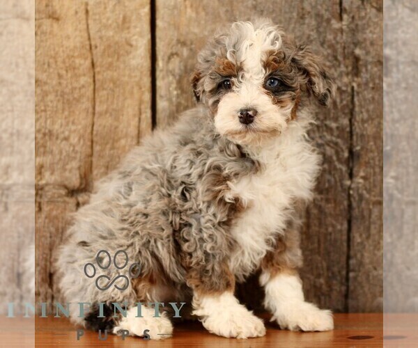 Medium Photo #4 Bernedoodle (Miniature) Puppy For Sale in NARVON, PA, USA