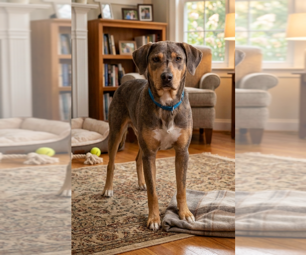 Medium Photo #2 Mutt Puppy For Sale in Genesee, WI, USA