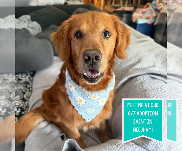Medium Photo #9 Golden Retriever-Unknown Mix Puppy For Sale in Boston, MA, USA