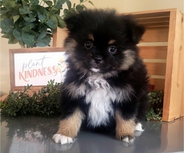 Medium Photo #2 Pomeranian Puppy For Sale in ORRVILLE, OH, USA