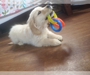 Golden Retriever Puppy for Sale in BLACK FOREST, Colorado USA