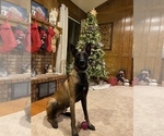 Small Photo #3 Belgian Malinois Puppy For Sale in BARTLESVILLE, OK, USA