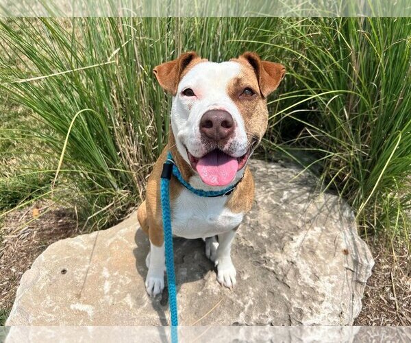 Medium Photo #1 American Staffordshire Terrier-Unknown Mix Puppy For Sale in Godfrey, IL, USA