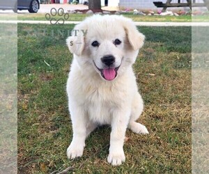 American Eskimo Dog Puppy for sale in WILLIAMSPORT, MD, USA