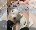 Small #1 Mutt