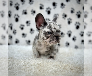 French Bulldog Puppy for sale in COLEMAN, MI, USA