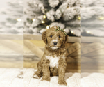 Puppy Puppy 4 Goldendoodle