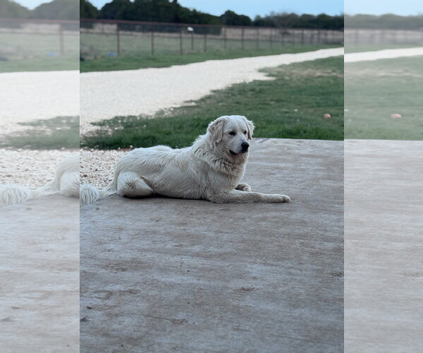 Medium Photo #2 Great Pyrenees-Unknown Mix Puppy For Sale in Grafton, WI, USA