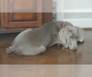 Mother of the Weimaraner puppies born on 12/15/2021