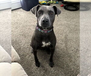 Mutt Dogs for adoption in Shelburne, VT, USA