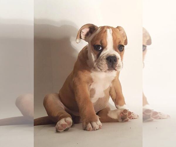 Medium Photo #1 English Bulldogge Puppy For Sale in LINDEN, VA, USA