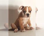 Small Photo #1 English Bulldogge Puppy For Sale in LINDEN, VA, USA