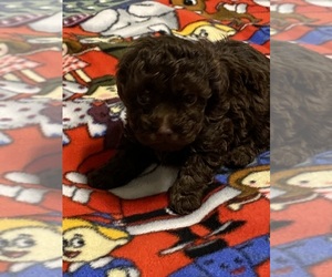 Poodle (Toy) Puppy for sale in SALUDA, SC, USA