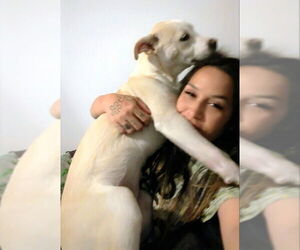 Akari - Female American Staffordshire Terrier-Siberian Husky Mix Dog for Adoption - Photo #4
