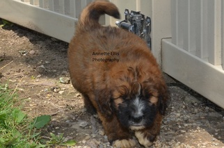 Saint Berdoodle Puppy for sale in MILLERSBURG, IN, USA