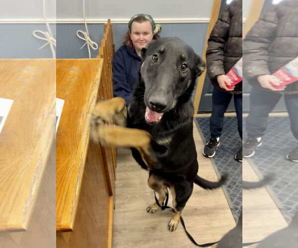 Medium Photo #3 German Shepherd Dog Puppy For Sale in Sebec, ME, USA