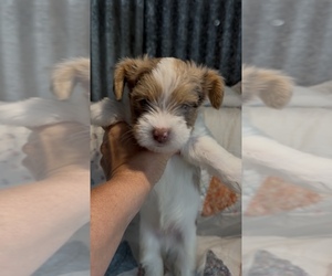 Yorkshire Terrier Puppy for sale in WEST TERRE HAUTE, IN, USA