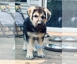 Small Photo #3 German Shepherd Dog Puppy For Sale in IONIA, MI, USA