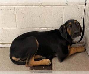 Black and Tan Coonhound-Unknown Mix Dogs for adoption in San Bernardino, CA, USA