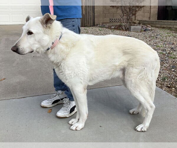 Medium Photo #2 - Mix Puppy For Sale in Phoenix, AZ, USA