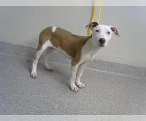American Pit Bull Terrier Dogs for adoption in Pasadena, TX, USA