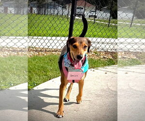 Beagle-Unknown Mix Dogs for adoption in Tampa, FL, USA